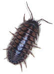 pillbug