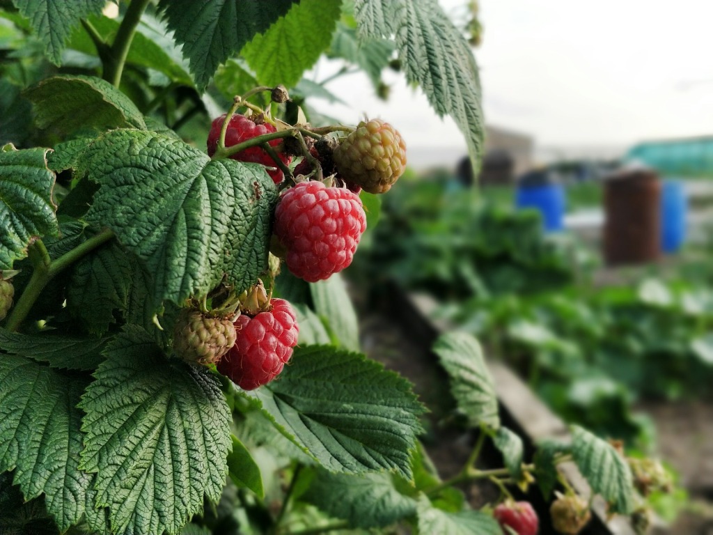 Learn About The Planting And Care Of Raspberries